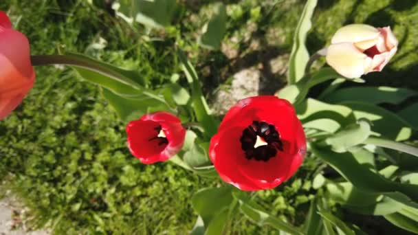 Flores de tulipanes golpeadas por el viento. Tulipanes con hermoso ramo de fondo — Vídeos de Stock