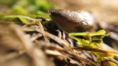 Aynı yönde hareket eden sümüklü böcek.