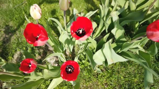 Hermosas flores coloridas tulipanes rojos florecen en el jardín de primavera. Flor de tulipán decorativa en primavera — Vídeos de Stock