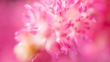 Bahar çiçeği arka planı. Soyut bulanıklık. Çiçek açan ağaç ve güneş ışığıyla güzel bir doğa sahnesi