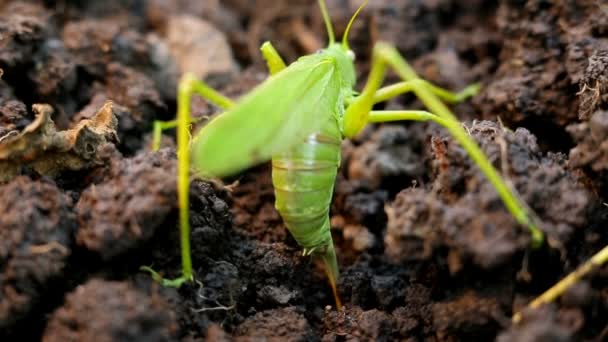 Big green grasshopper lays her eggs in the soil — Stock Video