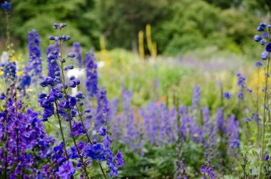 Bu fotoğraf, Akureyri, İzlanda 'daki Akureyri Botanik Bahçeleri' nde yaz ortasında açan mor lupanı gösteriyor..