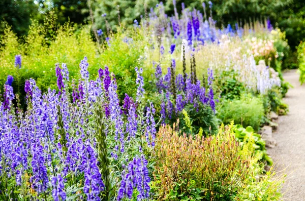 Photo Captures Lupine Blooming Midsummer Akureyri Botanical Gardens Akureyri Iceland — Foto Stock