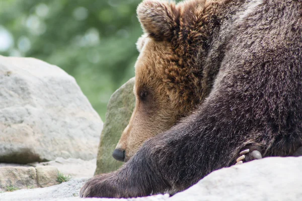 Yırtıcı boz ayı.