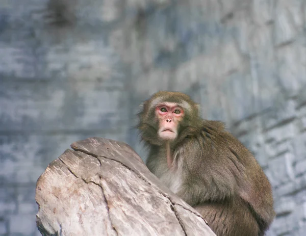 市动物园里的猴子 — 图库照片
