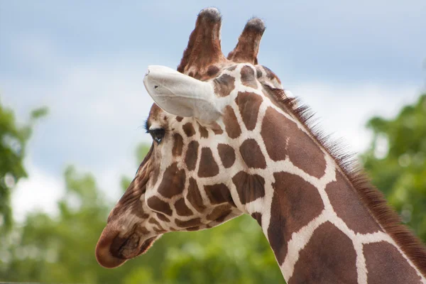 Giraffe sunny day — Stock Photo, Image