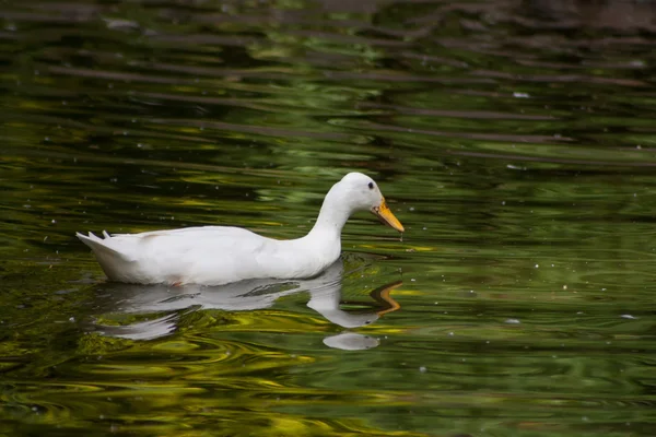 Der indische Läufer — Stockfoto