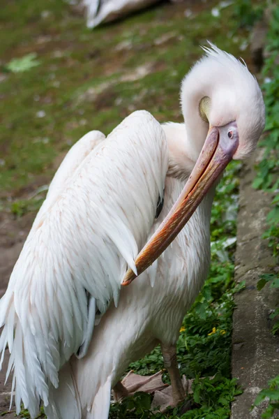 Pelícano rosado (Pelecanus onocrotalus) — Foto de Stock