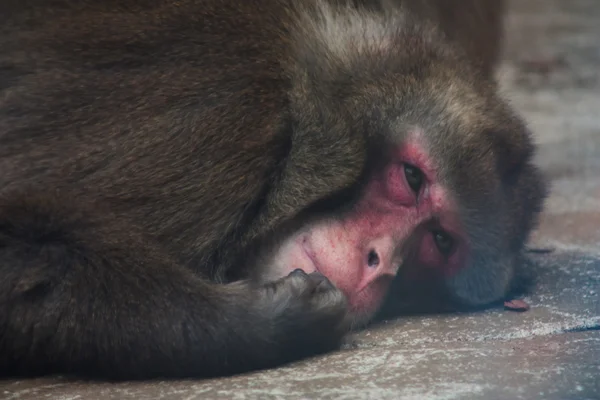 躺在雄性猴子 — 图库照片