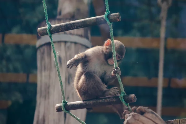 Pequeño mono divertido —  Fotos de Stock