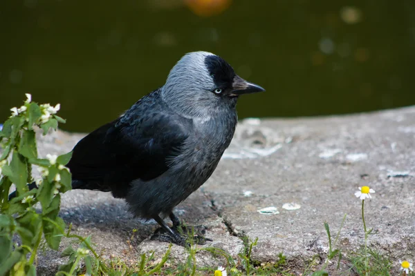 Young curious jackdaw — Stock Photo, Image