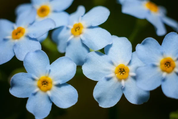 Kır çiçekleri unutma-beni