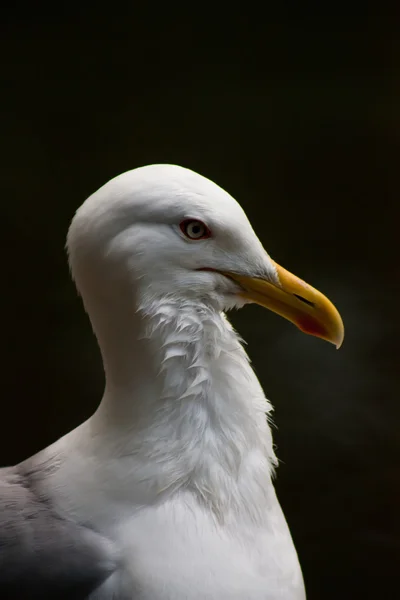 Gurur martı anlamsız