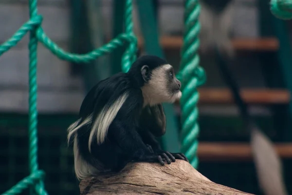 Ein Affe im Zoo — Stockfoto