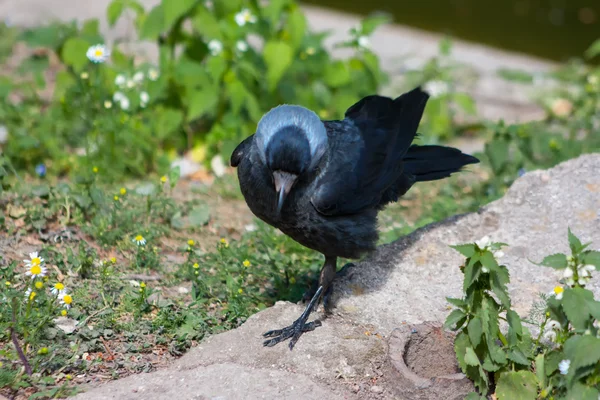 Young curious jackdaw — Stock Photo, Image