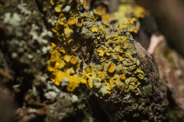 Musgo amarillo en un árbol —  Fotos de Stock