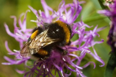 Çiçekteki yaban arısı.