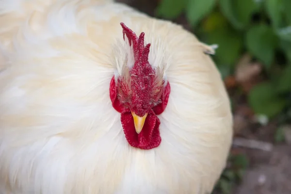 Мініатюрні Кочин Китай (Gallus gallus domesticus). — стокове фото