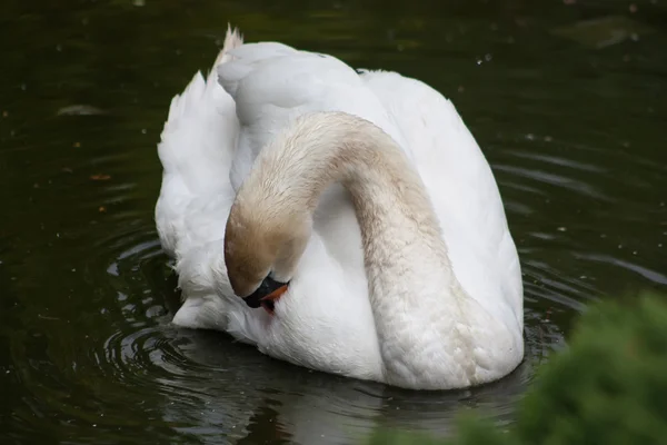 Cisne gracioso branco — Fotografia de Stock