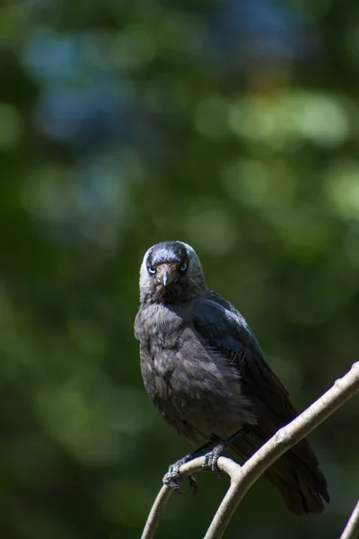 Jackdaw sitting on a branch — Stock Photo, Image