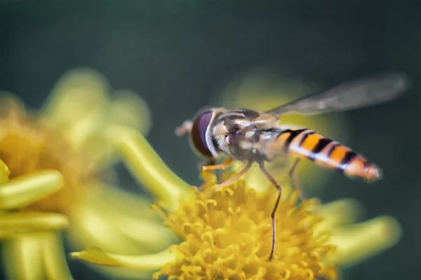 Hoverfly na kwiat. — Zdjęcie stockowe