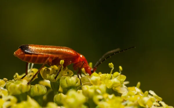 Жук пожарный (Cantharis rustica — стоковое фото