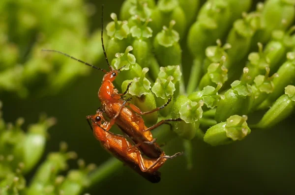 Böceği itfaiyeci (Cantharis rustica