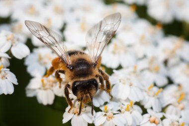Çiçek üzerindeki bir arı.