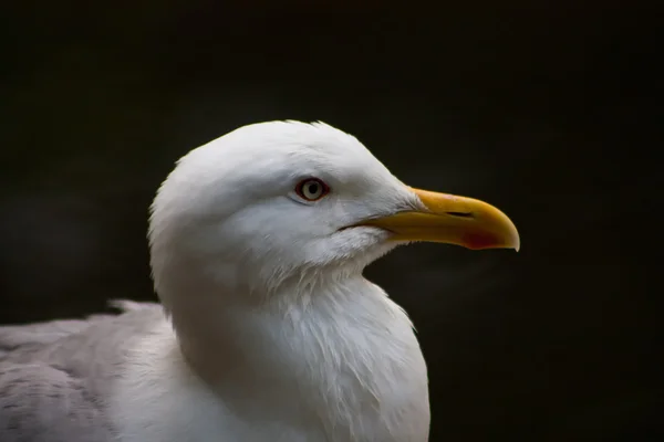 Gurur martı anlamsız