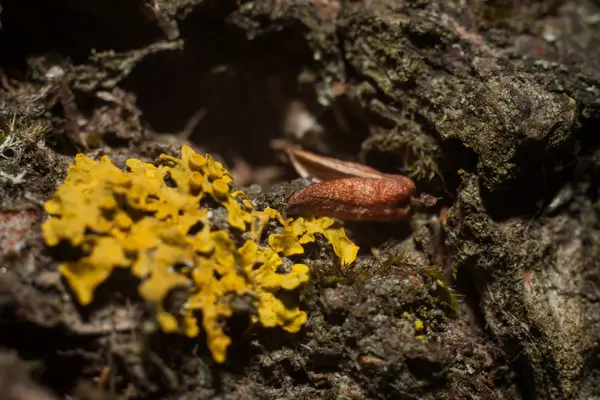 Musgo amarillo en un árbol — Foto de Stock