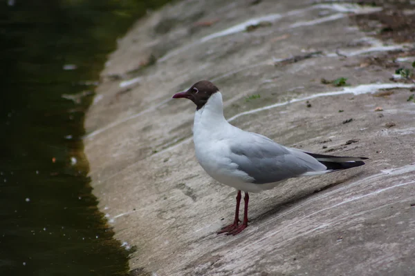 Sea Gull latem — Zdjęcie stockowe