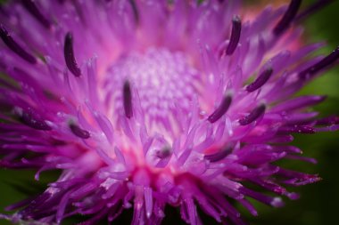Thistle çiçek, makro.