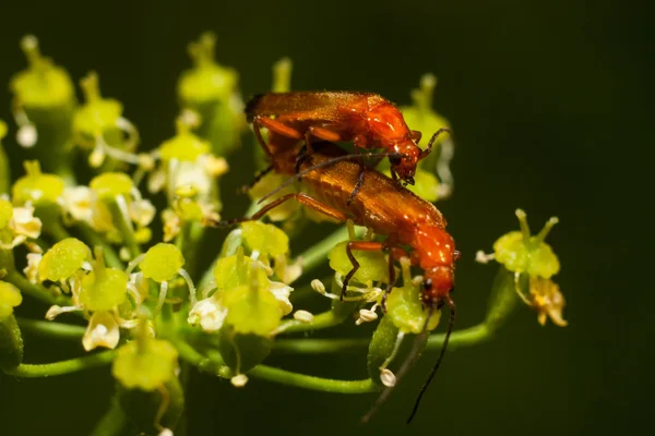 Brandweerman van de kever (Cantharis rustica — Stockfoto