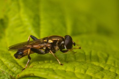 Yaprak, anında makro