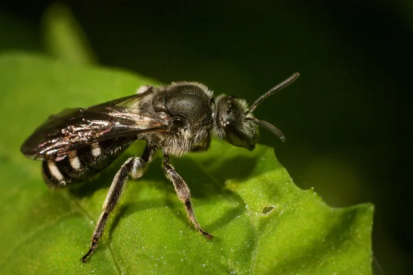 Postbie (Halictus rubicundus ) – stockfoto