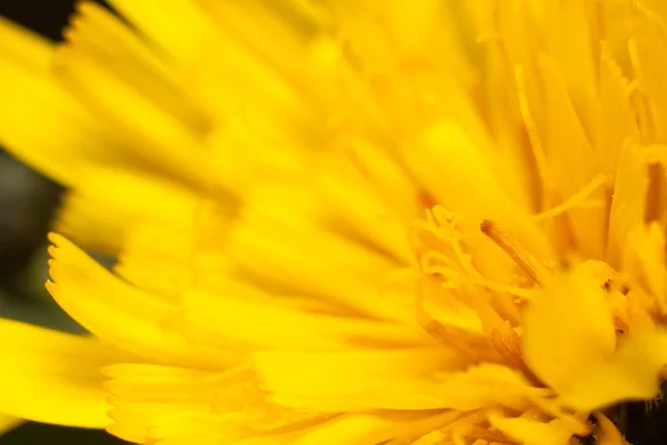 Gele wildflowers, macro — Stockfoto