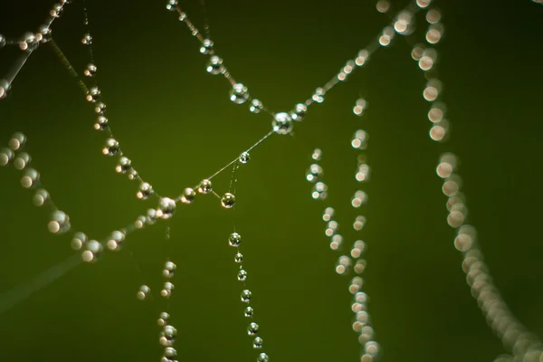 Gotas en la web — Foto de Stock