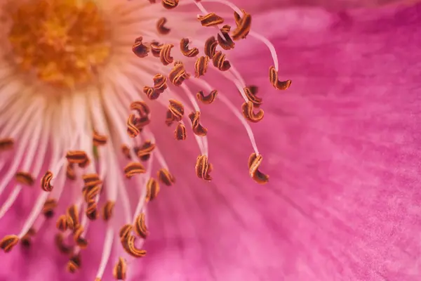 꽃 야생 장미 — 스톡 사진