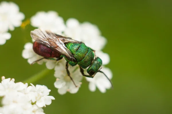 Wasp lustrer brand — Stockfoto