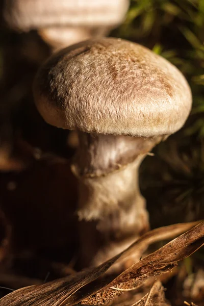 Krásné lesní houby. — Stock fotografie