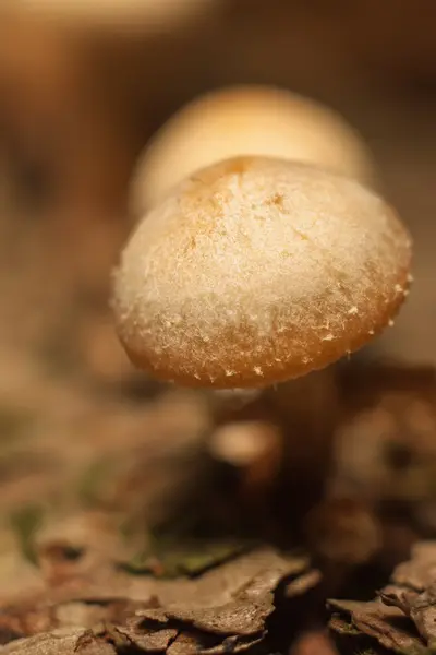 Красивый лесной гриб . — стоковое фото