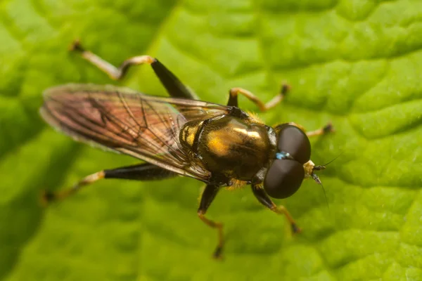 A mosca na folha, macro — Fotografia de Stock