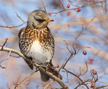 Kışın bir ağaçta Feldfare
