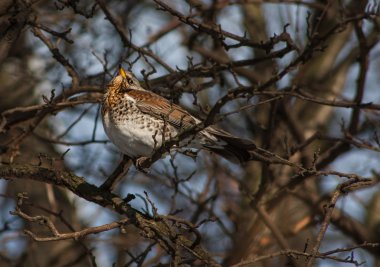 Kışın bir ağaçta Feldfare