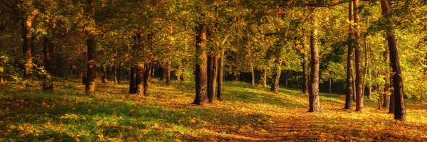 Szeroki Panoramiczny Widok Piękny Jesienny Poranek Pagórkowaty Park Liściastymi Drzewami — Zdjęcie stockowe