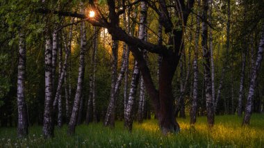 Güzel bir bahar-yaz akşamı orman manzarası. Dalların arasından parlayan güneş ışınları ve sıcak ışık ile huş ağacı koruluğu, genç yeşil çimenler ve karahindibalar.