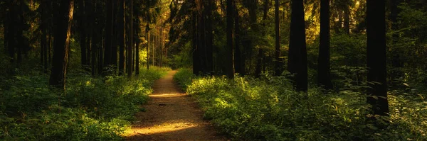 Szeroki Panoramiczny Widok Opuszczony Park Miejski Porośnięty Krzewami Brudną Ścieżką — Zdjęcie stockowe