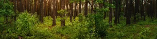 Uma Ampla Vista Panorâmica Verde Pinhal Sombrio Com Vegetação Exuberante — Fotografia de Stock