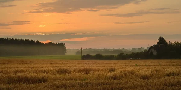 Soir Été Paysage Agricole Pittoresque Champ Céréales Dorées Avec Légers — Photo