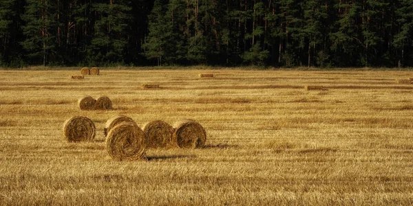 Bales Golden Straw Field Stubble Harvesting Wheat Front Green Coniferous — Stock Photo, Image